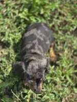 Dapple Male 1, a male Miniature Dachshund for sale in Avon, IL – 5 of 6