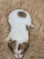 Piebald Female , a female Miniature Dachshund for sale in Avon, IL – 2 of 3