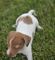 Dapple Piebald Female , a female Miniature Dachshund for sale in Avon, IL – 4 of 5