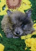 Blue Merle Pomeranian Male , a male Pomeranian for sale in Avon, IL – Photo 1 of 4