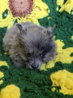 Blue Merle Pomeranian Male , a male Pomeranian for sale in Avon, IL – Photo 3 of 4