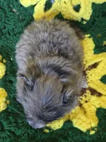 Blue Merle Pomeranian Male , a male Pomeranian for sale in Avon, IL – Photo 4 of 4