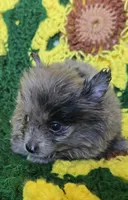 Blue Merle Pomeranian Male , a male Pomeranian for sale in Avon, IL – Photo 2 of 4