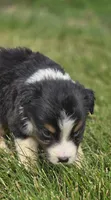 Mini Aussie  Male 2, a male Miniature Australian Shepherd for sale in Avon, IL – 2 of 5