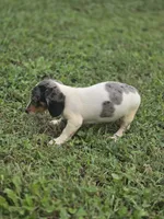Dapple Piebald Male , a male Miniature Dachshund for sale in Avon, IL – 4 of 8
