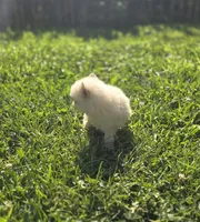 White Male Pomeranian , a female Pomeranian for sale in Avon, IL – 4 of 7