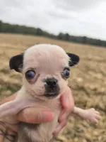 Female 2 Pug, a female Pug for sale in Avon, IL – 2 of 4