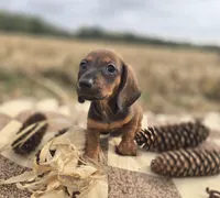 Male Miniature Dachshund , a male Miniature Dachshund for sale in Avon, IL – 3 of 5