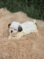 Female Teddy Bear , a female Bichon Frise and Shih Tzu for sale in Avon, IL – 4 of 5