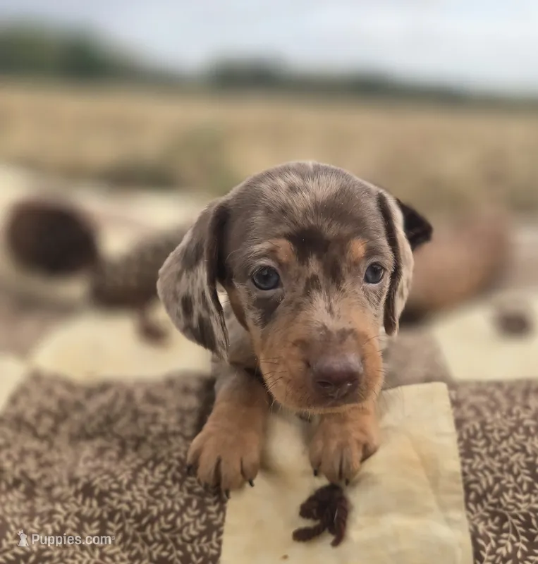 Female Dapple Miniature Dachshund  – Miniature Dachshund puppy for sale in Avon, IL