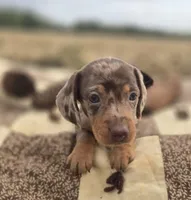 Female Dapple Miniature Dachshund , a female Miniature Dachshund for sale in Avon, IL – 1 of 6