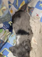 Female Dapple Longhaired Miniature Dachshund , a female Miniature Dachshund for sale in Avon, IL – 4 of 5