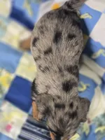 Male Dapple Longhaired Miniature Dachshund , a male Miniature Dachshund for sale in Avon, IL – 4 of 4