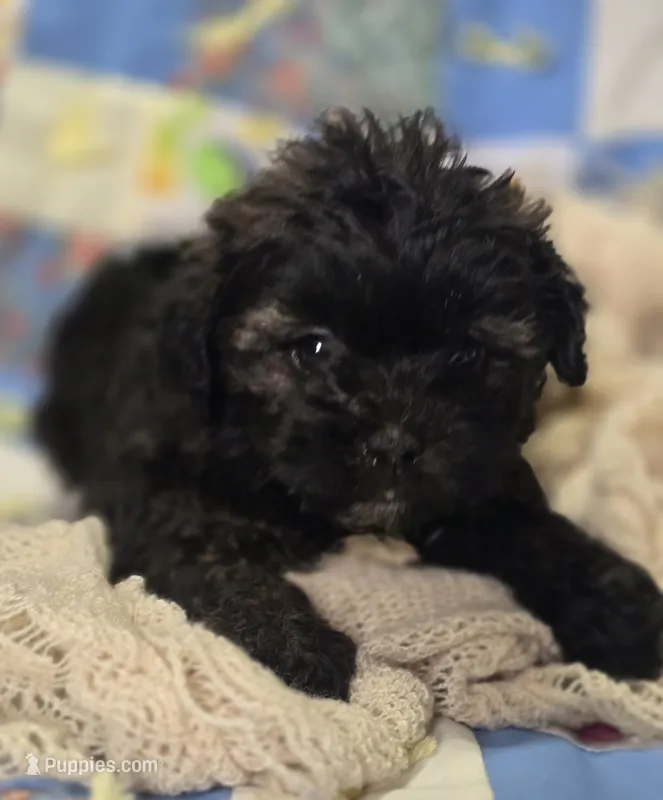 Black Brindle Female Shihpoo  – Shihpoo puppy for sale in Avon, IL