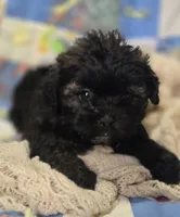 Black Brindle Female Shihpoo , a female Shihpoo for sale in Avon, IL – 1 of 5