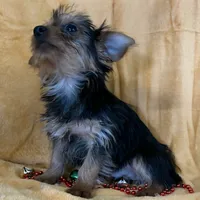 Male Yorkie, a male Yorkshire Terrier for sale in Avon, IL – Photo 5 of 5