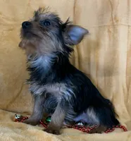 Male Yorkie, a male Yorkshire Terrier for sale in Avon, IL – Photo 5 of 5