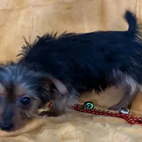 Male Yorkie, a male Yorkshire Terrier for sale in Avon, IL – Photo 2 of 5