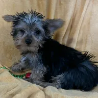 Male Yorkie, a male Yorkshire Terrier for sale in Avon, IL – Photo 3 of 5