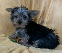 Male Yorkie, a male Yorkshire Terrier for sale in Avon, IL – Photo 3 of 5