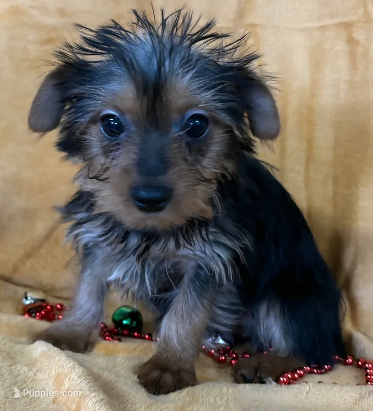 Male Yorkie