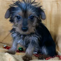 Male Yorkie, a male Yorkshire Terrier for sale in Avon, IL – Photo 1 of 5