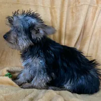 Male Yorkie, a male Yorkshire Terrier for sale in Avon, IL – Photo 4 of 5