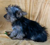 Male Yorkie, a male Yorkshire Terrier for sale in Avon, IL – Photo 4 of 5