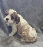 Blenheim Female , a female Cavalier King Charles Spaniel for sale in Avon, IL – Photo 5 of 5