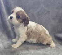 Blenheim Female , a female Cavalier King Charles Spaniel for sale in Avon, IL – Photo 3 of 5