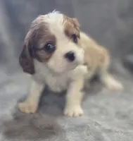 Blenheim Female , a female Cavalier King Charles Spaniel for sale in Avon, IL – Photo 1 of 5