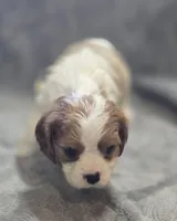 Blenheim Female , a female Cavalier King Charles Spaniel for sale in Avon, IL – Photo 2 of 5