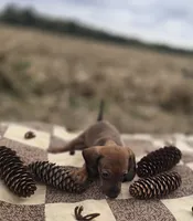 Female Miniature Dachshund , a female Miniature Dachshund for sale in Avon, IL – 4 of 4