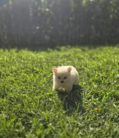 White Female Pomeranian , a female Pomeranian for sale in Avon, IL – 5 of 7
