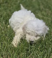 Bichon Frise Male 2, a male Bichon Frise for sale in Avon, IL – 5 of 5