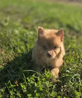 Male Pomeranian , a male Pomeranian for sale in Avon, IL – 3 of 4
