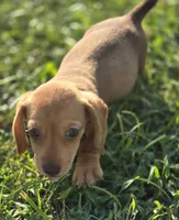 Red Female , a female Miniature Dachshund for sale in Avon, IL – 1 of 4