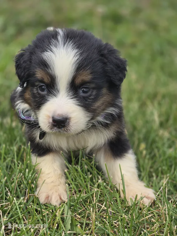 Mini Aussie  Female 1 – Miniature Australian Shepherd puppy for sale in Avon, IL