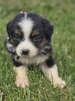Mini Aussie  Female 1, a female Miniature Australian Shepherd for sale in Avon, IL – 1 of 5