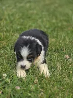Mini Aussie  Male 1, a male Miniature Australian Shepherd for sale in Avon, IL – 4 of 5
