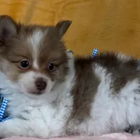 Pomeranian Parti Male, a male Pomeranian for sale in Avon, IL – Photo 1 of 3