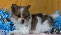 Pomeranian Parti Male, a male Pomeranian for sale in Avon, IL – Photo 1 of 3