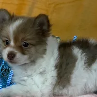 Pomeranian Parti Male, a male Pomeranian for sale in Avon, IL – Photo 3 of 3