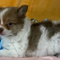 Pomeranian Parti Male, a male Pomeranian for sale in Avon, IL – Photo 2 of 3