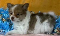 Pomeranian Parti Male, a male Pomeranian for sale in Avon, IL – Photo 2 of 3