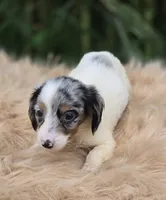 Longhaired Dapple Piebald Female , a female Miniature Dachshund for sale in Avon, IL – 4 of 5