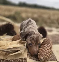 Male Dapple Miniature Dachshund , a male Miniature Dachshund for sale in Avon, IL – 3 of 6