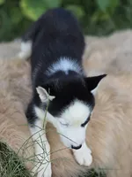 Siberian Husky Male 2, a male Siberian Husky for sale in Avon, IL – 4 of 5
