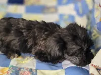 Longhaired Dapple Male , a male Miniature Dachshund for sale in Avon, IL – 4 of 5