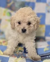 Apricot Female Toy Poodle , a female Poodle - Toy  for sale in Avon, IL – 1 of 4